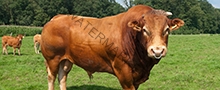 Very impressive limousine bull in a dutch meadow