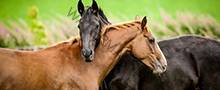 The horses embracing in friendship.
