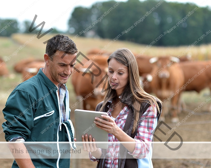 Stock Inspection