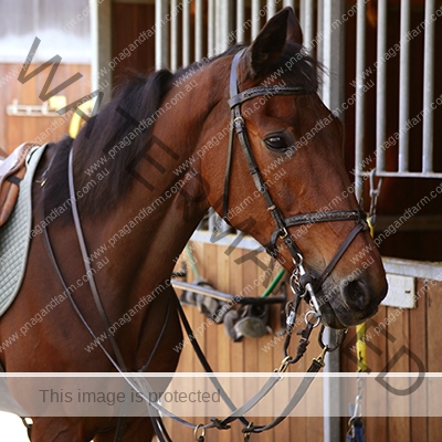 Brown horse in stable door rigged with saddle and reins