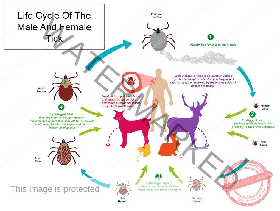 lifecycle-of-tick