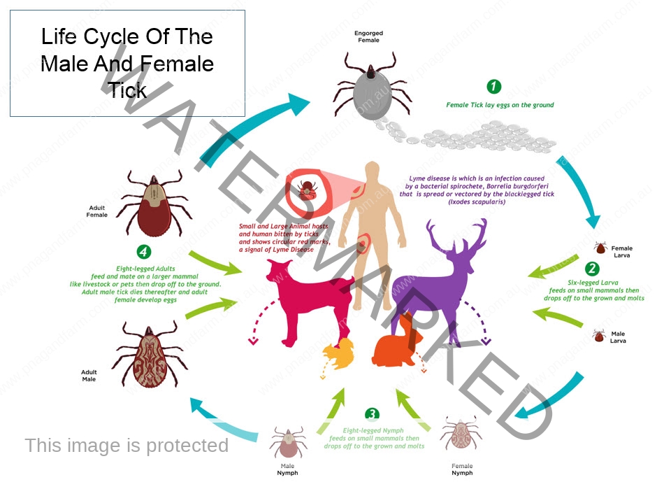 lifecycle-of-tick