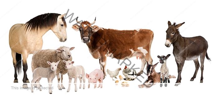 group of farm animals : cow, sheep, horse, donkey, chicken, lamb