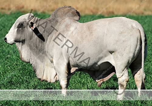 Brahman bull