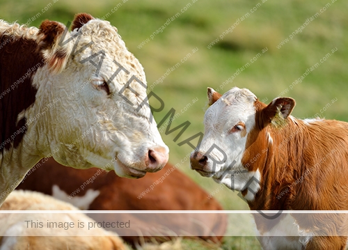 Cow and calf