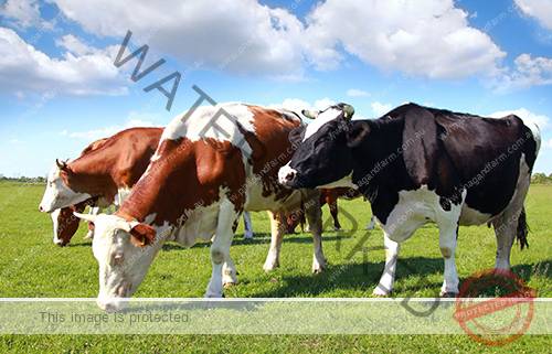 dairy-cows