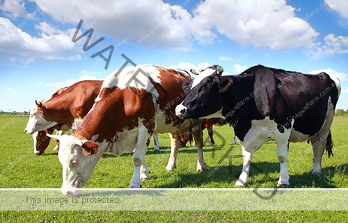 dairy-cows