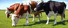 dairy-cows220x90