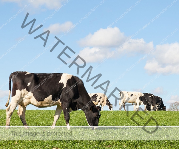 dairycows2b