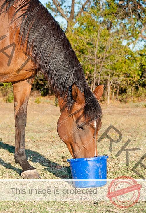 horse eating equine complete mineral pellets