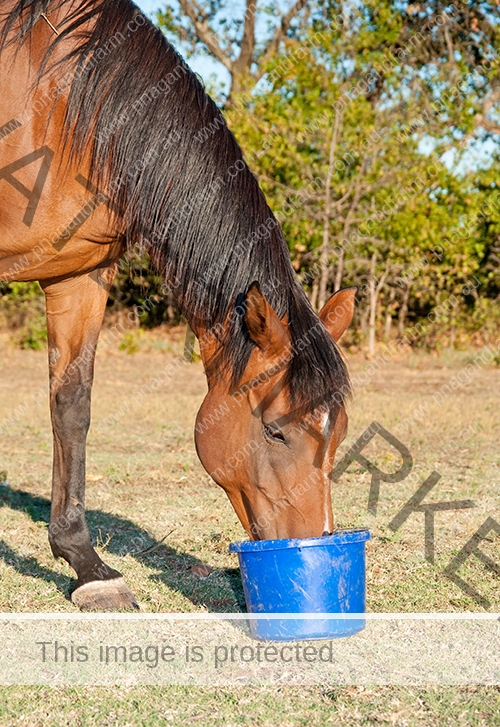 horse eating equine complete mineral pellets