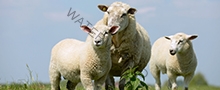 sheep220x90