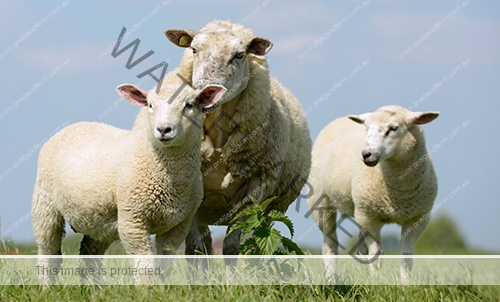 sheep500x