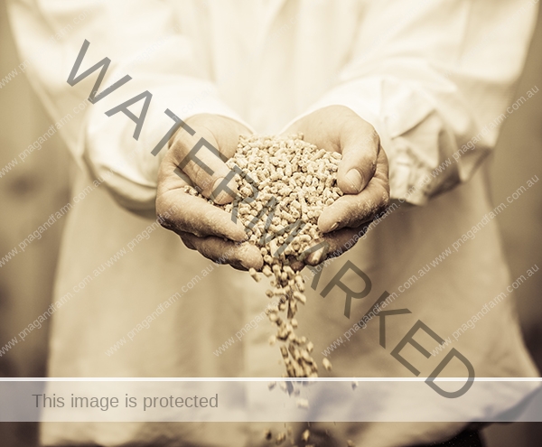 Farmer Showing Animal Dry Food