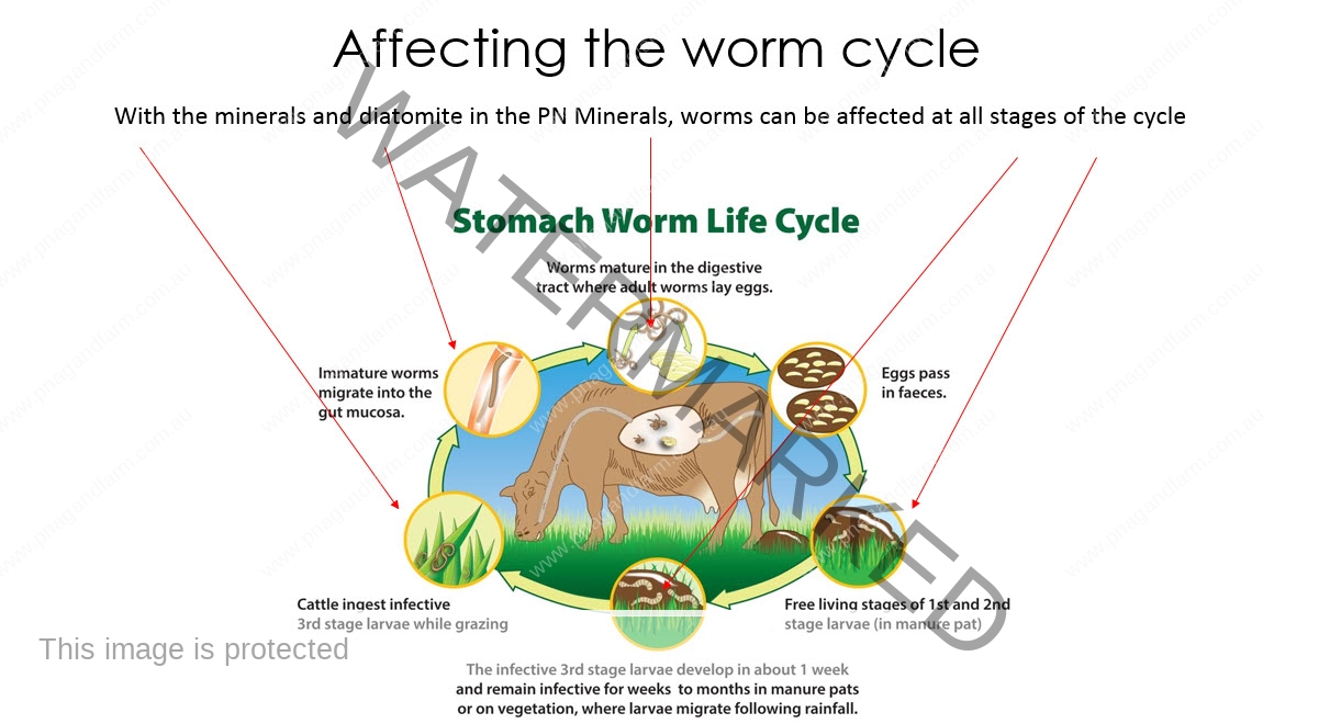 worm-cycle