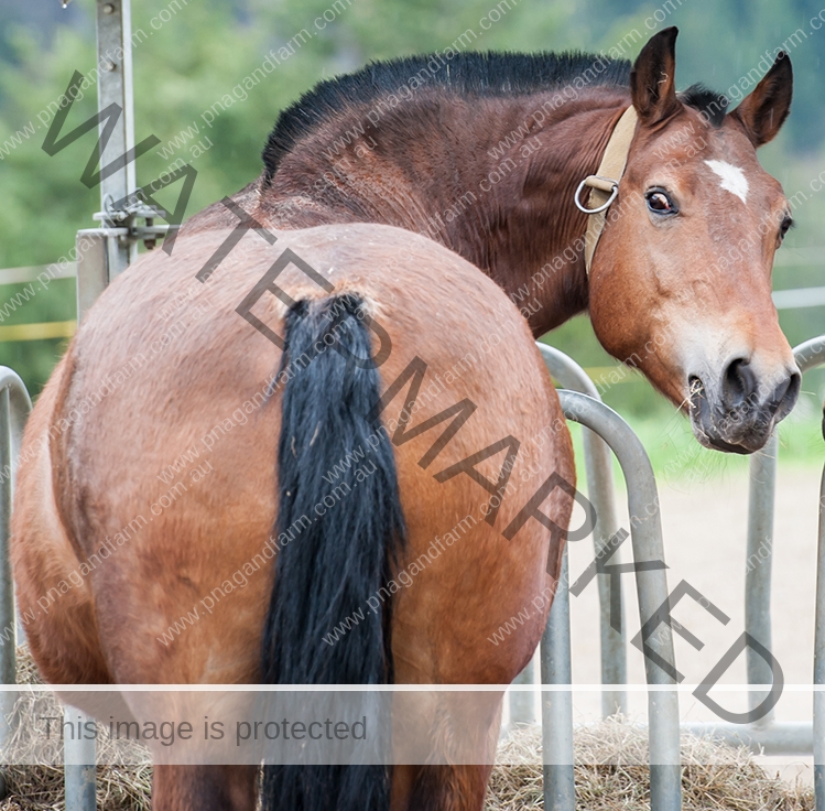 Horse closeup