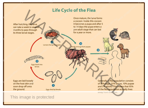 FLEA CYCLE FLEA CYCLE