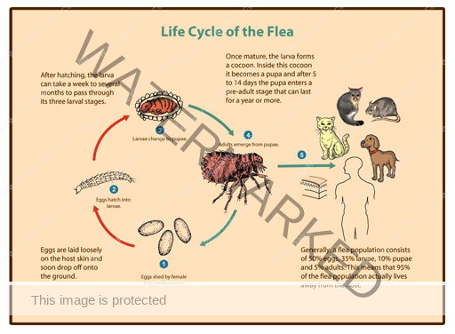 FLEA CYCLE