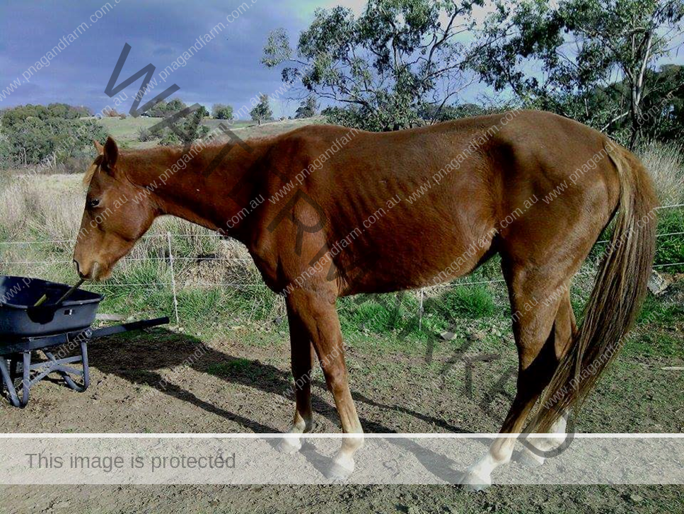 horseism-horse-before