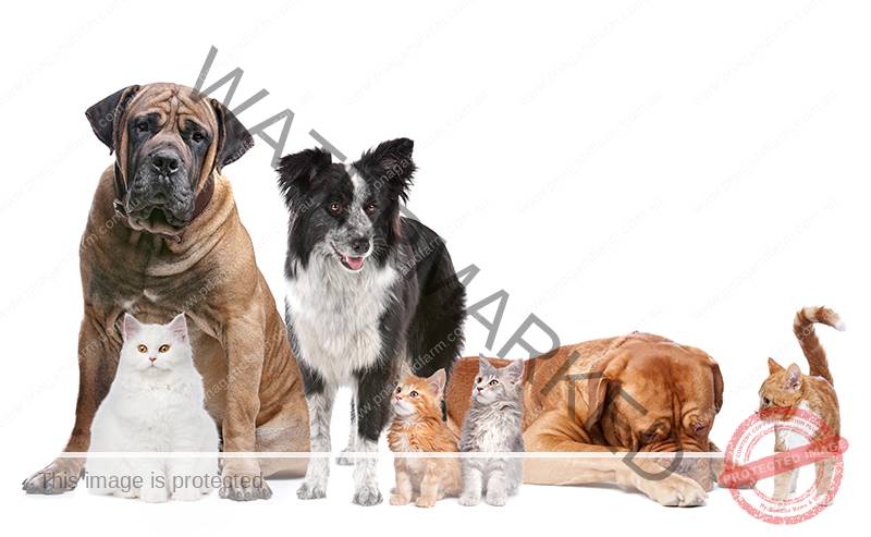 Group of Cats and Dogs
