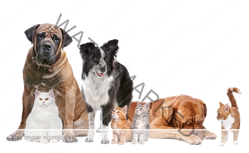 Group of Cats and Dogs