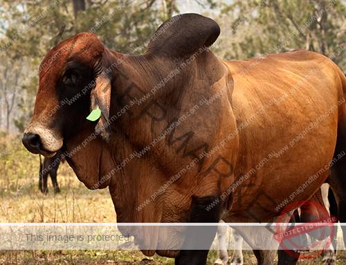 Red brahman bull with cows steers calfs on farm