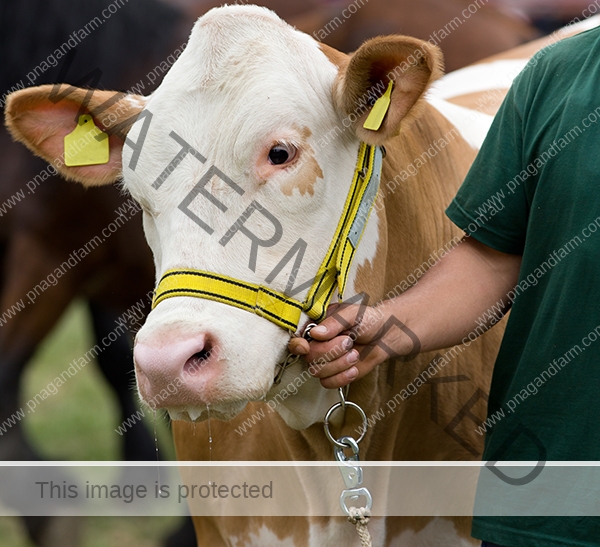 Simmental cow on leash