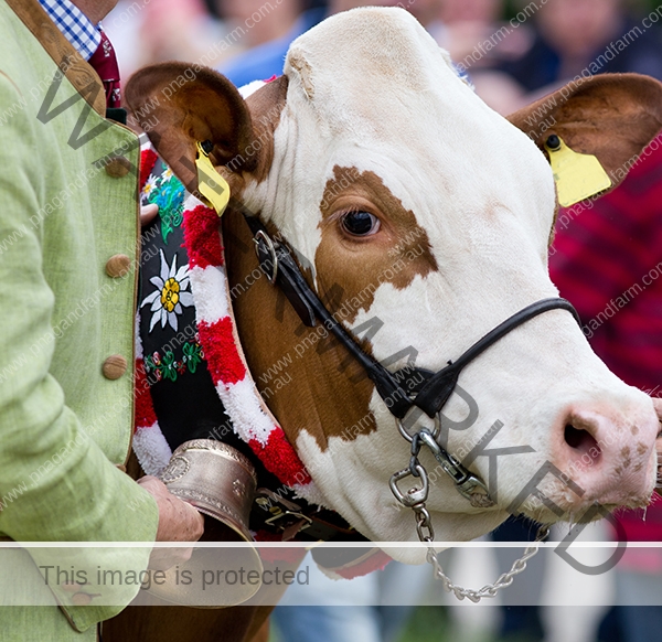 Cow at exhibition