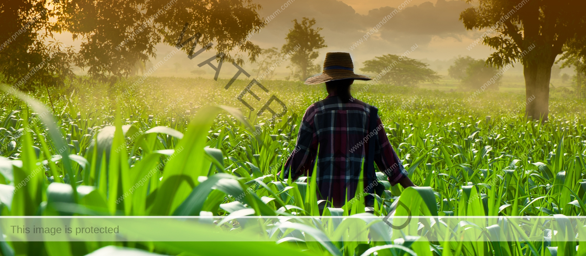 Farmer woman walking in corn fields at early morning