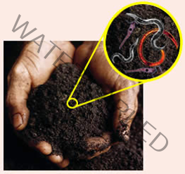 microbes1 microbes1