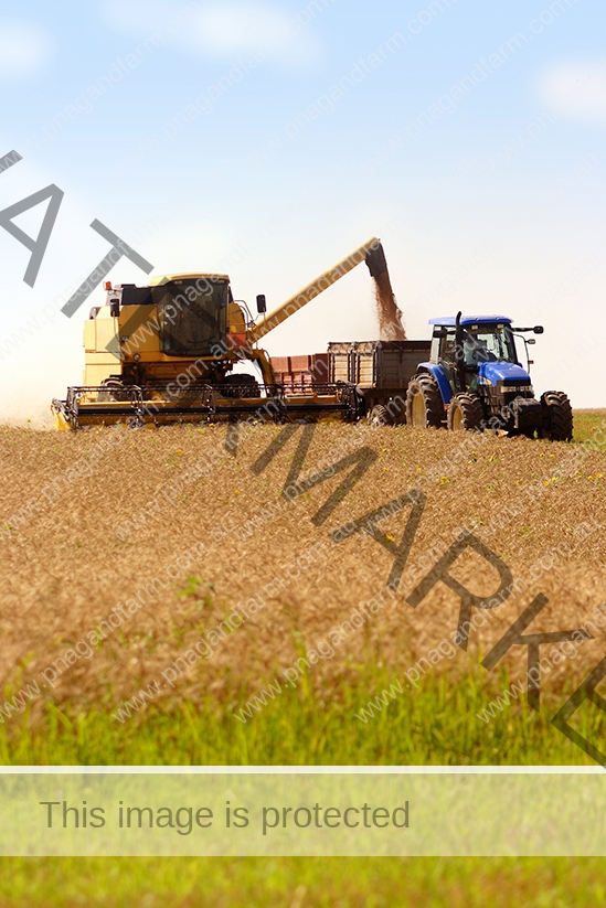 Grain harvest