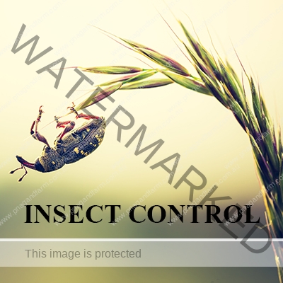 https://www.pnagandfarm.com.au/wp-content/uploads/2016/11/C-INSECT-CONTROL.jpg