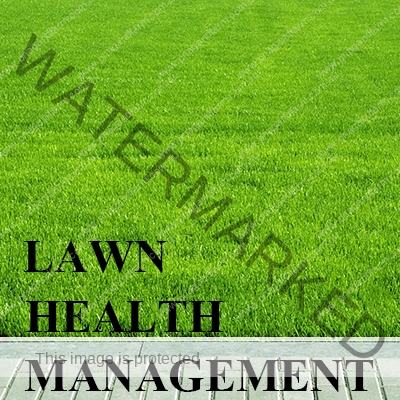 https://www.pnagandfarm.com.au/wp-content/uploads/2016/11/C-LAWN.jpg