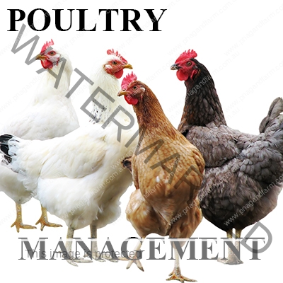 https://www.pnagandfarm.com.au/wp-content/uploads/2016/11/C-POULTRY.jpg