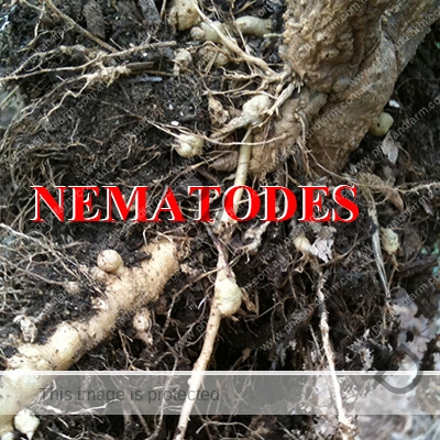 https://www.pnagandfarm.com.au/wp-content/uploads/2016/11/C-nematodes.jpg