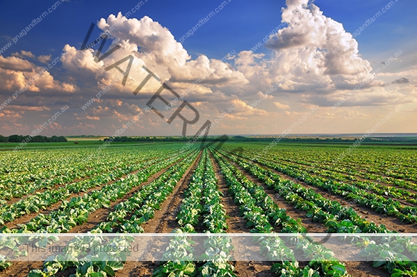 crops3