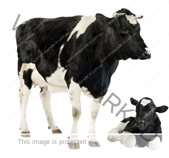 cow_colostrum_header_cow and calf