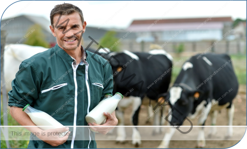 farmer - cows