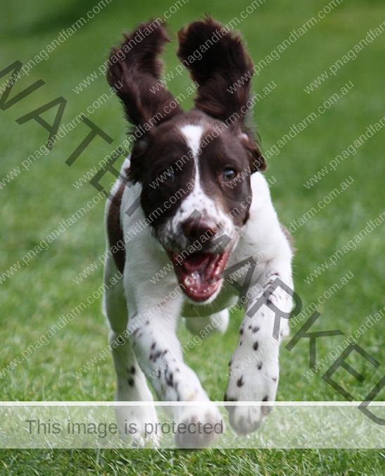 dog running