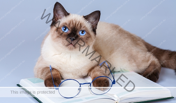 Cute business cat wearing glasses reading notebook (book)