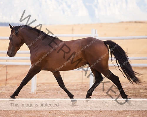 Close up of a thorough bred horse in a pen